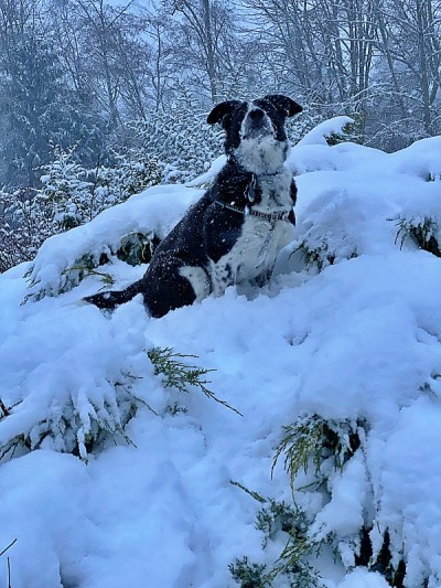 雪丛中的狗