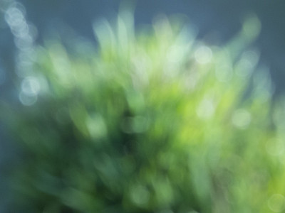 植物茂盛的