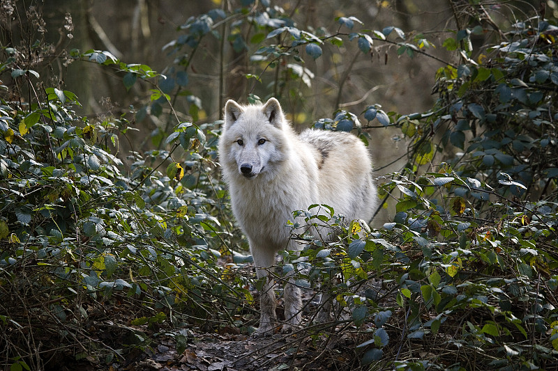 北极狼犬冻疮，成年