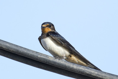 普通燕子- Hirundo rustica