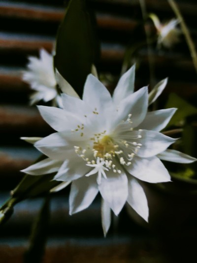 昙花,