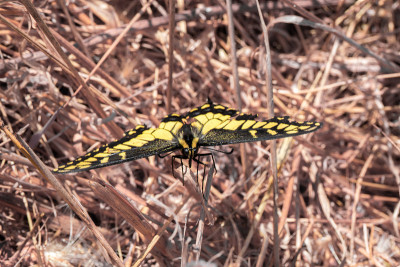 Anise Swallowtail - Papilio zelicaon。