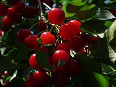 成熟的酸樱桃，也叫酸樱桃，学名Prunus cerasus，在阳光的直射下挂在树叶和树枝之间