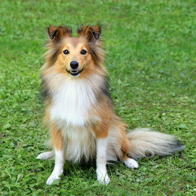典型的喜乐蒂牧羊犬