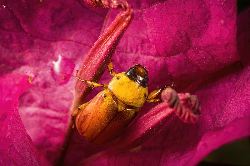 macro Northern Masked Chafer (Cyclocephala boreali