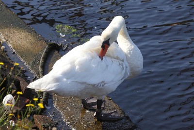 Schwan
