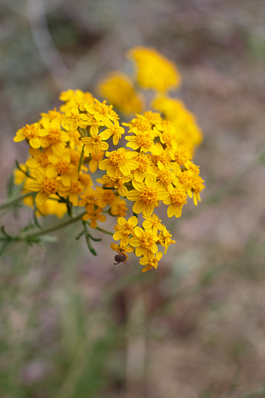 毛茛开花红岩石cp mrca - 042121 b