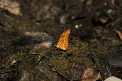 朱莉亚蝴蝶或朱莉亚向日葵，火焰，或火焰(Dryas iulia)
