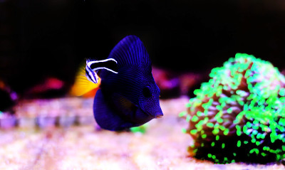 紫色的唐- (Zebrasoma xanthurum)
