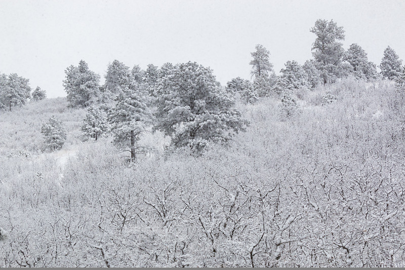 派克国家森林降雪