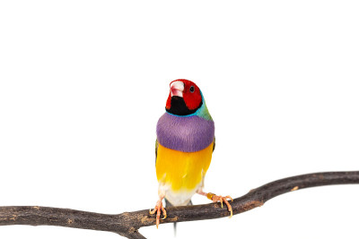 Gouldian雀的鸟