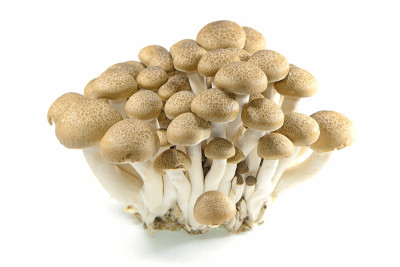 白色背景上的棕色山毛榉或shimeji蘑菇