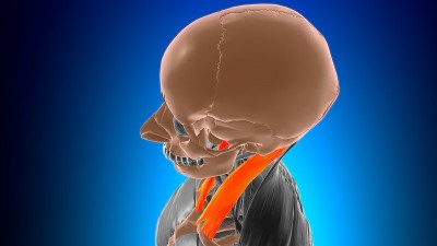胸锁乳突肌解剖医学概念3D