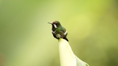 绿色thorntail