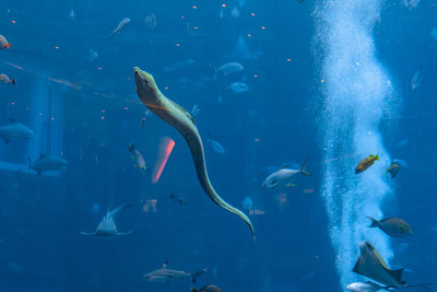 在中国一个巨大的水族馆中，生活着大型的海鳗(海鳗，海鳗科)。