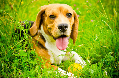 小猎犬的狗