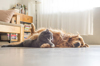 狗和猫依偎在一起