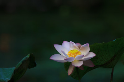 莲花