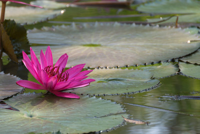 荷花(Lotus or Nelumbo)的颜色有紫色、紫罗兰色和粉红色，是花园中自然美丽的花朵