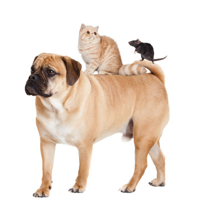狗，猫和老鼠隔离