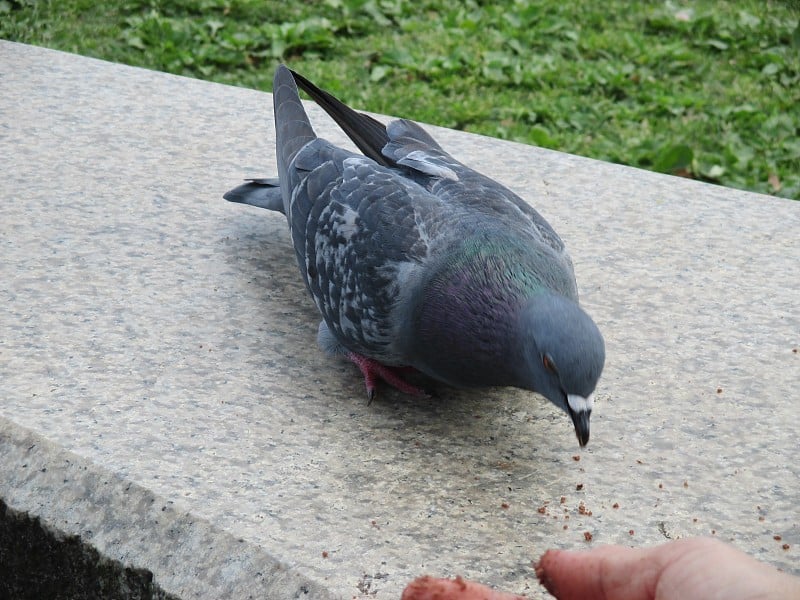 鸽子聚集在公园里向人们乞讨食物