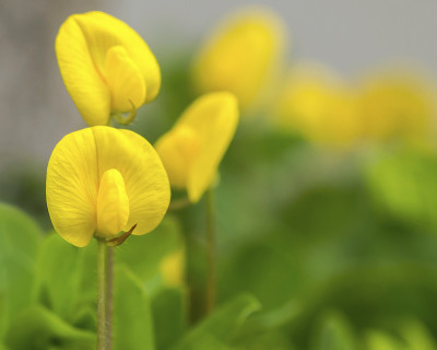 平托花生植物
