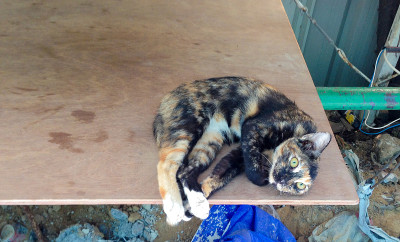 三色猫想在建筑工地睡觉。
