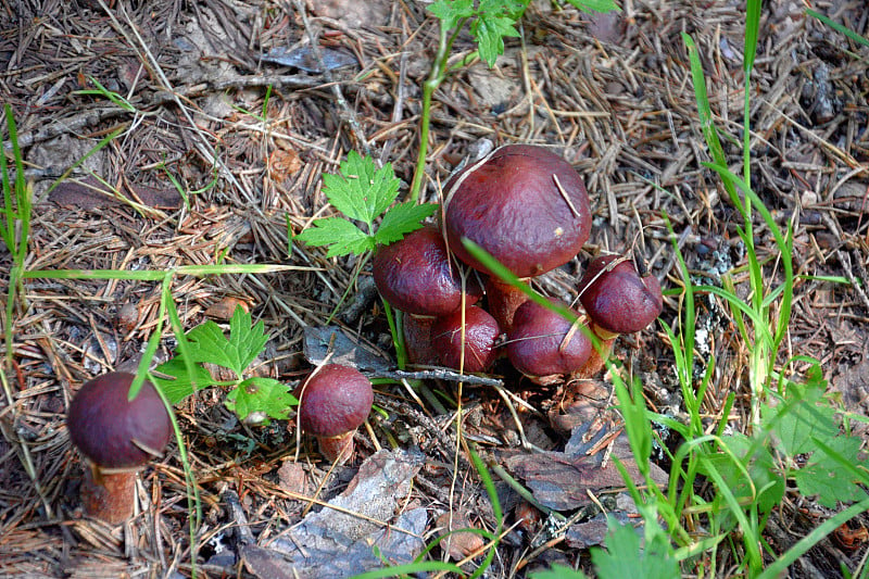 黄牛肝菌滑杰克粘面包在干针苔草秋天森林