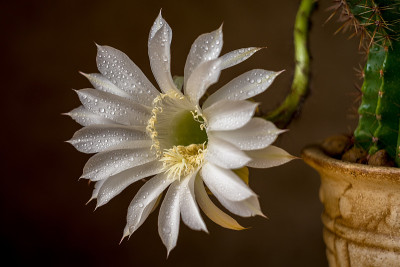 仙人掌花白色有滴