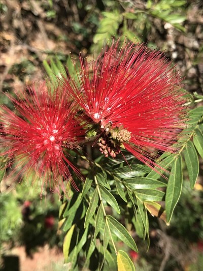 红色的花在一起