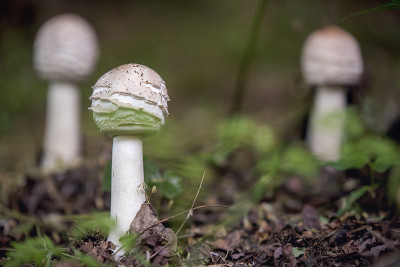 森林里美丽的棕白色蘑菇