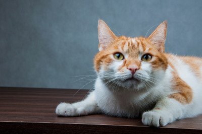 可爱的猫在家里