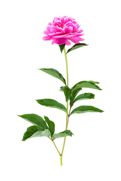 牡丹白花开