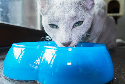 俄罗斯蓝猫吃