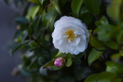 Sasanqua(茶花)花