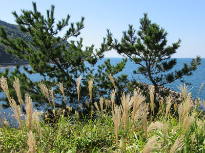 面向大海的植物