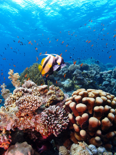 红海Bannerfish