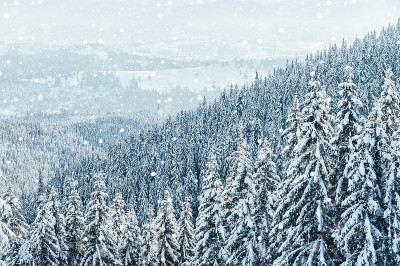圣诞节的背景是积雪的冷杉树和大雪