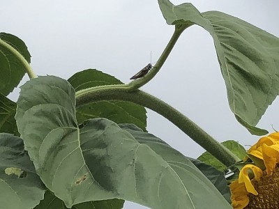 蚱蜢