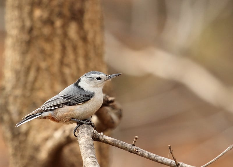 白胸胡桃，Sitta carolinensis