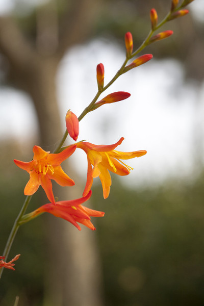 Crocosmia
