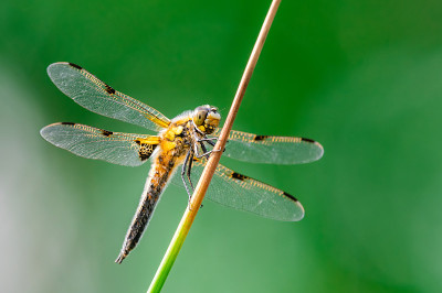 四斑点蜻蜓(Libellula quadrimaculata)在草的叶片上，很好的特写和细节。