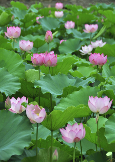 莲花