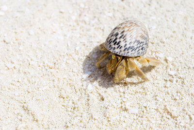 Hermit Crab, Soldier Crab, Diogenes-crab