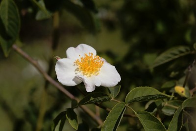 蔷薇杂交蔷薇的花