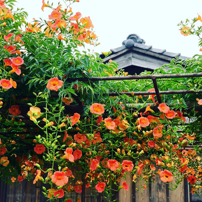 日本的花