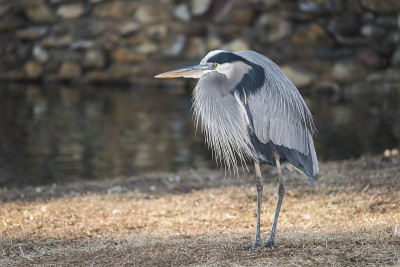 Heron-thinker