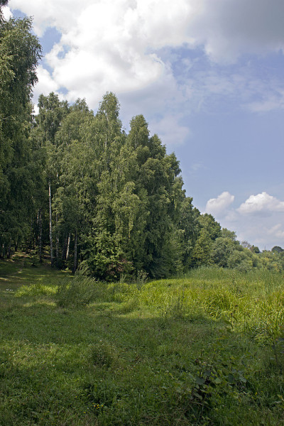 birchwood