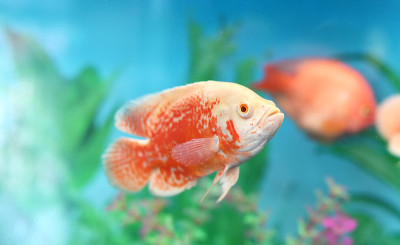 水族鱼在水中的柠檬鱼