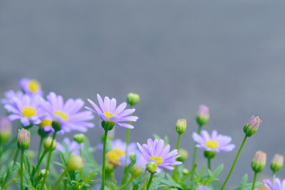 以宇宙花为背景